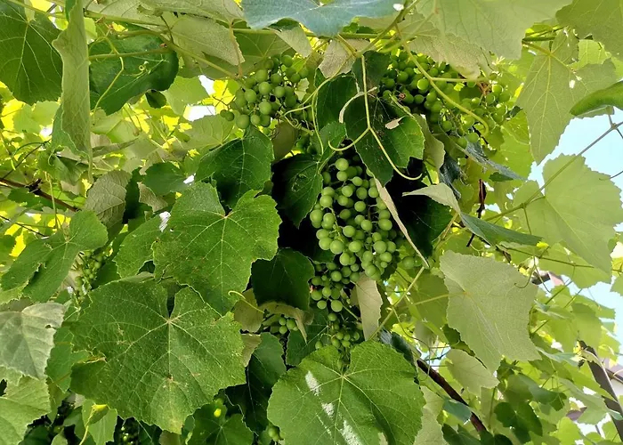 Pri Zajcu דירה בובק